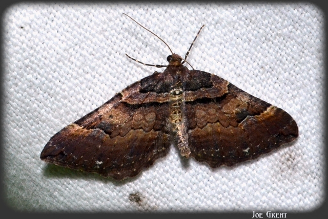 Earophila badiata - csipkerózsa-araszoló