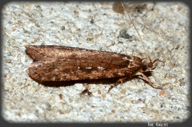 Depressariidae - laposmolyfélék