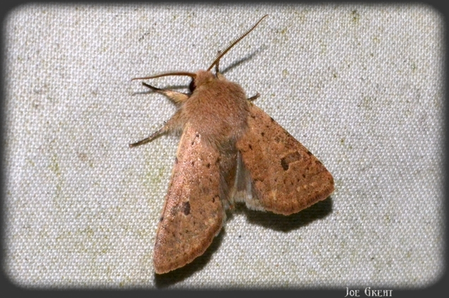 Orthosia cruda - kis barkabagoly
