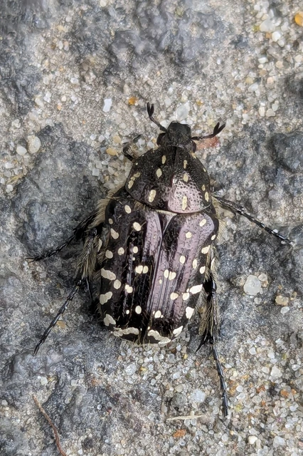 Oxythyrea funesta - sokpettyes virágbogár