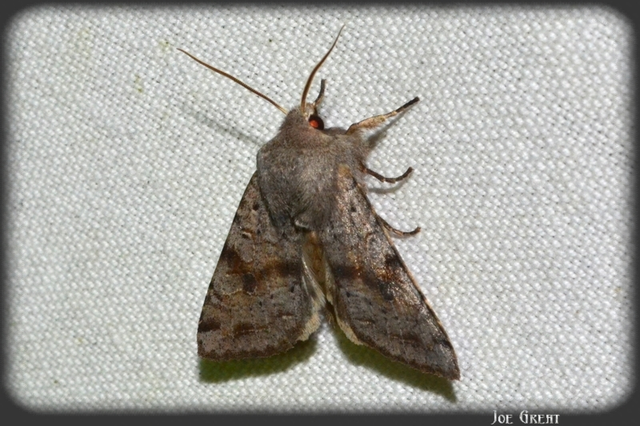 Orthosia incerta - változékony barkabagoly