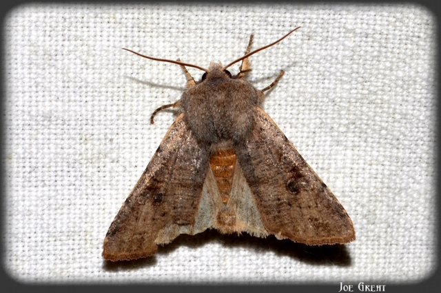 Orthosia incerta - változékony barkabagoly