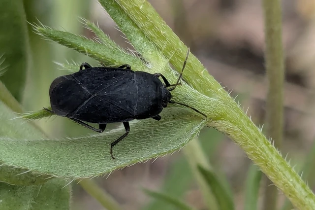 Aellopus atratus - cigánybodobács