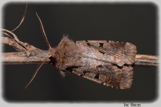 Orthosia gothica - feketefoltos barkabagoly