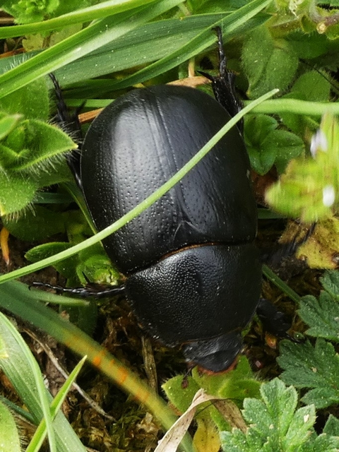 Pentodon idiota - butabogár