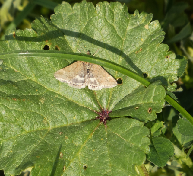 Pyrausta despicata - réti bíbormoly