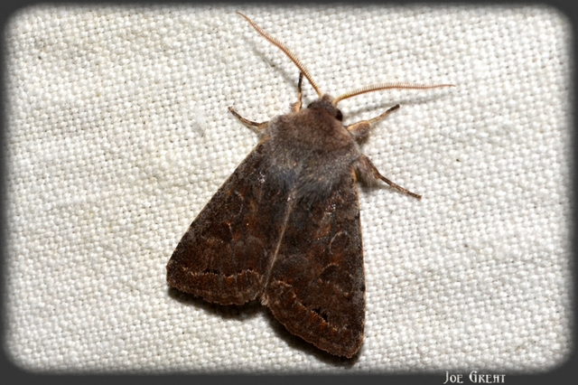 Orthosia populeti - nyárfa-barkabagoly