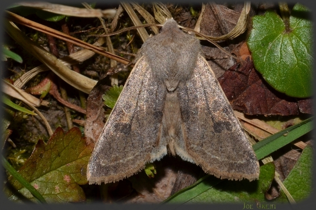 Orthosia incerta - változékony barkabagoly