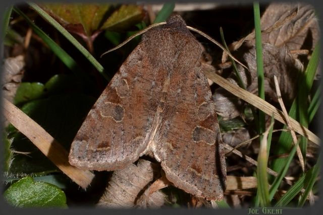 Orthosia incerta - változékony barkabagoly