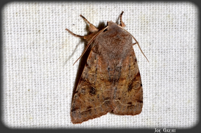 Orthosia incerta - változékony barkabagoly