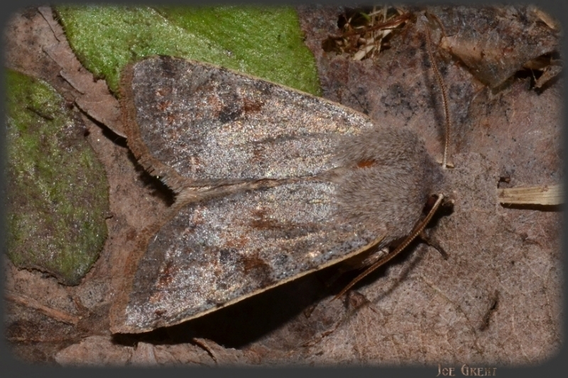 Orthosia incerta - változékony barkabagoly