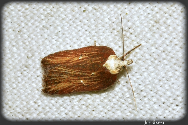 Acleris hastiana - fűzfa-levélmoly