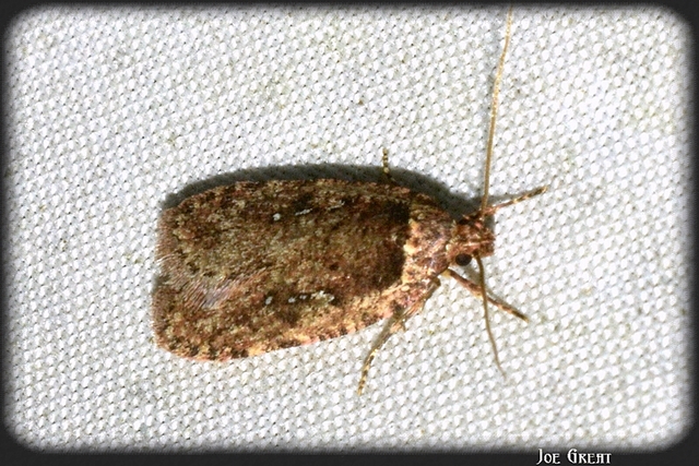 Depressariidae - laposmolyfélék