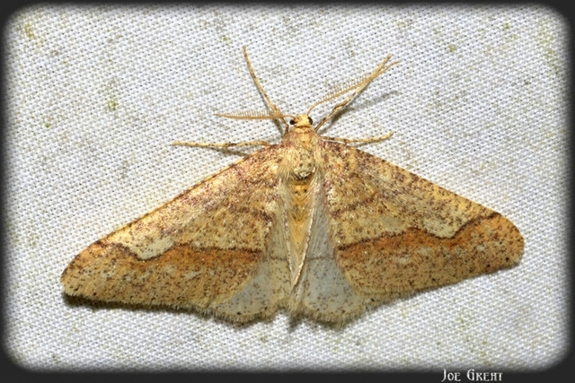 Agriopis marginaria - sárgás téliaraszoló