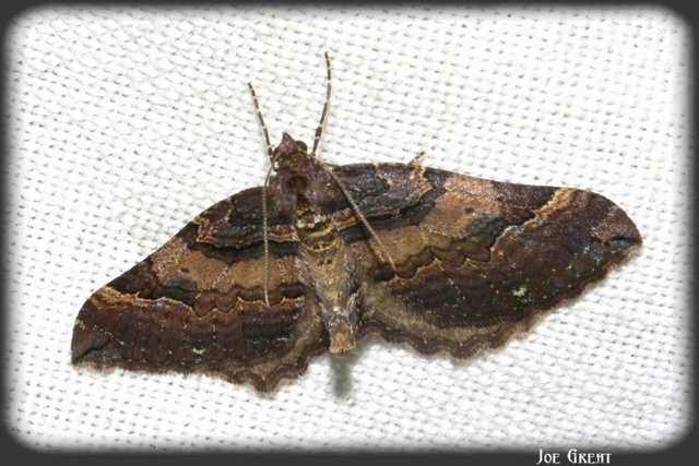 Earophila badiata - csipkerózsa-araszoló