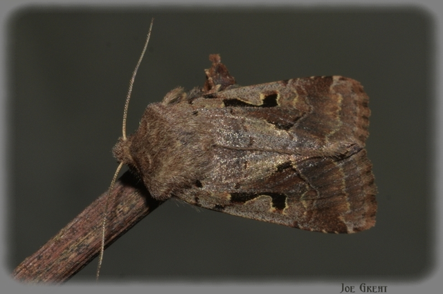 Orthosia gothica - feketefoltos barkabagoly
