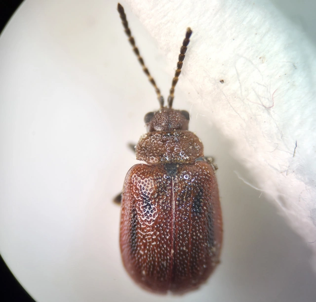 Lochmaea crataegi - galagonya-olajosbogár