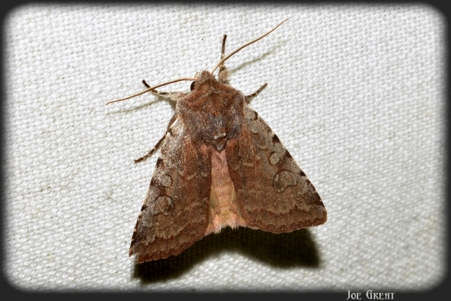 Cerastis rubricosa - vörhenyes tavaszibagoly
