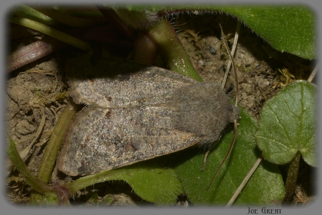 Orthosia incerta - változékony barkabagoly