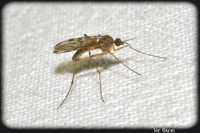 Diptera - Kétszárnyúak