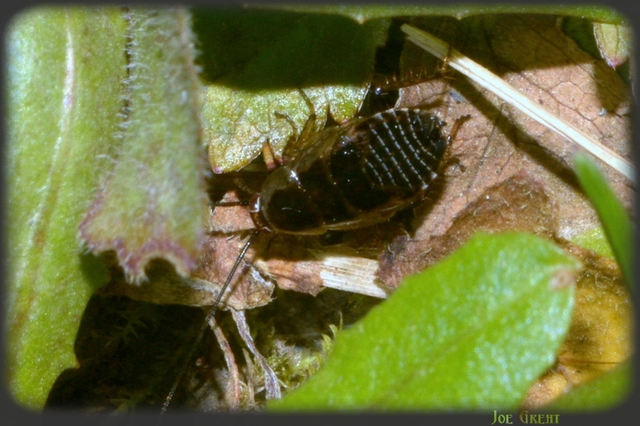Blattodea - Csótányok Blattodea - Csótányok