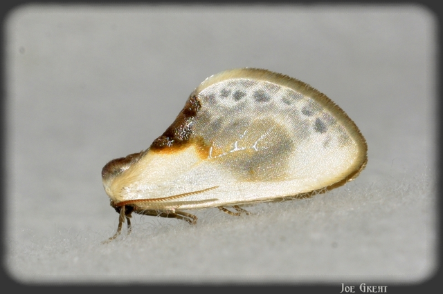 Cilix glaucata - törpe sarlósszövő