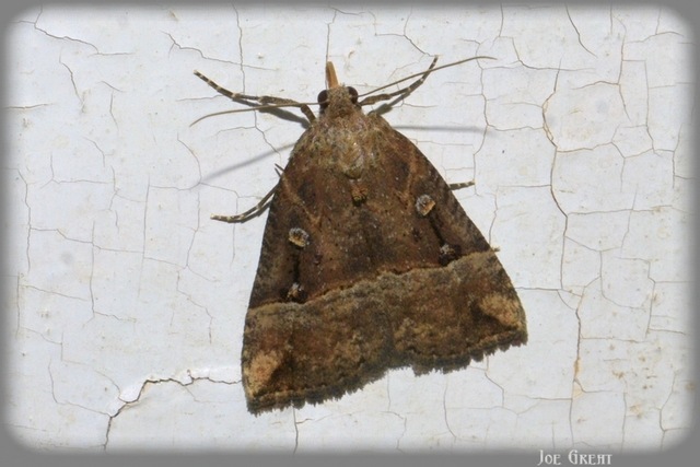 Hypena rostralis - közönséges karcsúbagoly