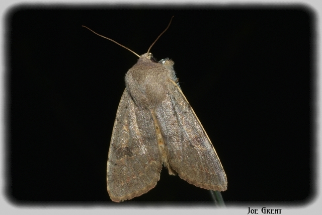Orthosia populeti - nyárfa-barkabagoly