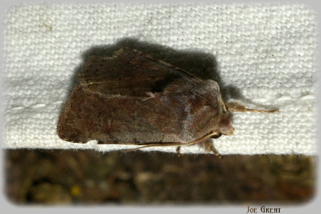 Cerastis rubricosa - vörhenyes tavaszibagoly