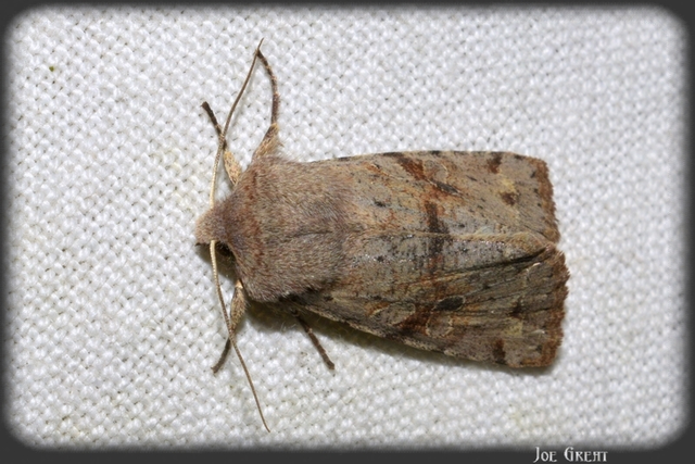 Orthosia incerta - változékony barkabagoly