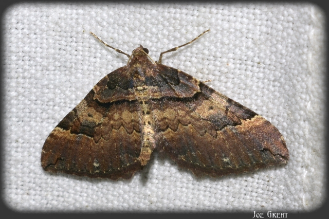 Earophila badiata - csipkerózsa-araszoló
