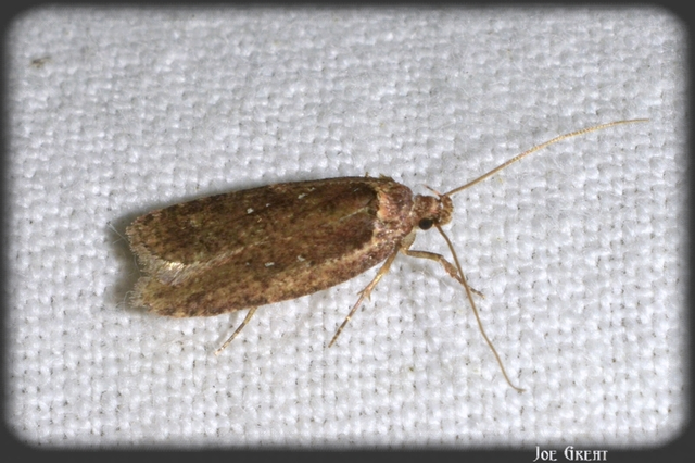 Depressariidae - laposmolyfélék