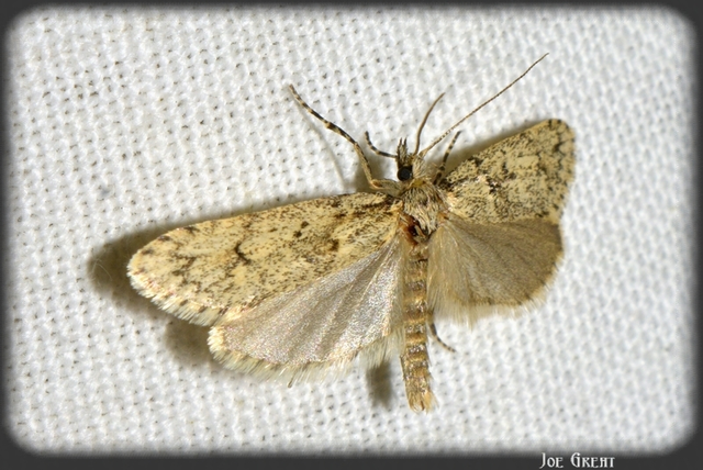 Diurnea fagella - szürke tavaszimoly