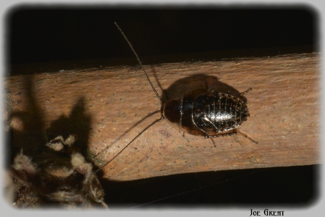 Blattodea - Csótányok Blattodea - Csótányok