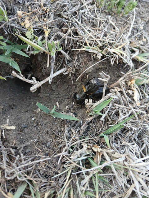 Gryllus campestris - mezei tücsök Gryllus campestris - mezei tücsök