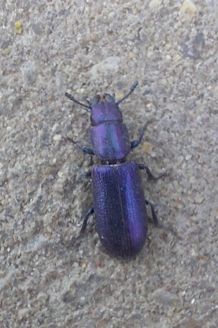 Temnochila caerulea