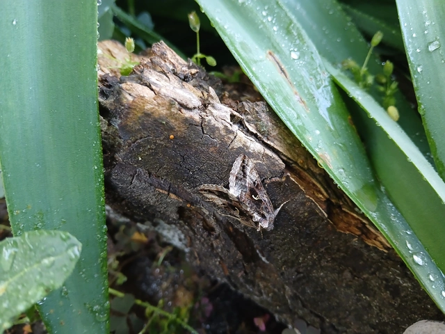 Autographa gamma - gammalepke