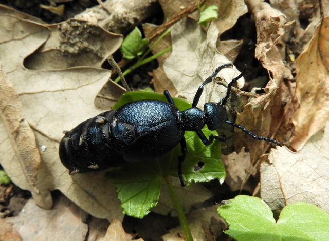 Meloe violaceus - kék nünüke
