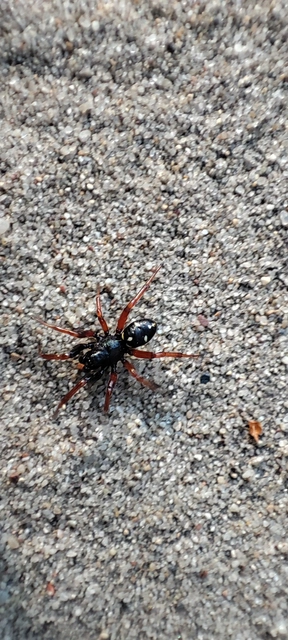 Theridiidae - törpepókok
