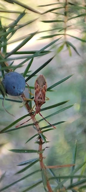 Gonocerus juniperi - boróka-karimáspoloska
