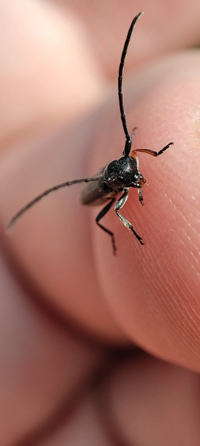 Phytoecia cylindrica - medvelapucincér