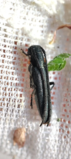 Phytoecia cylindrica - medvelapucincér
