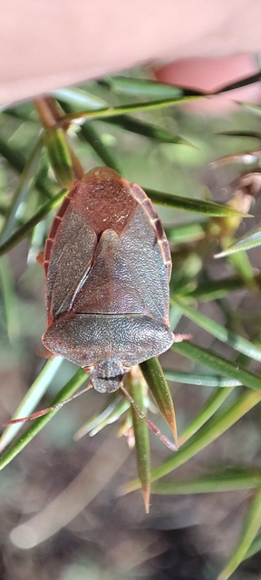 Pentatomidae - címerespoloskák