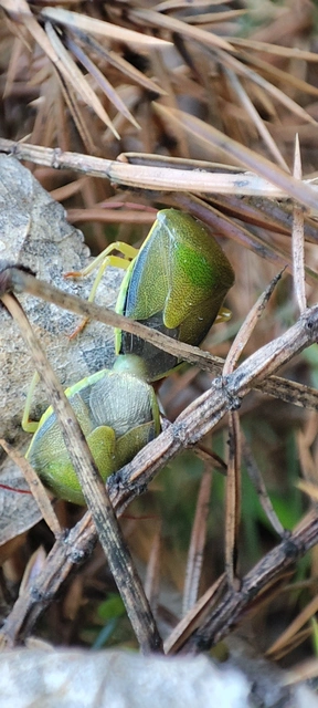 Pentatomidae - címerespoloskák