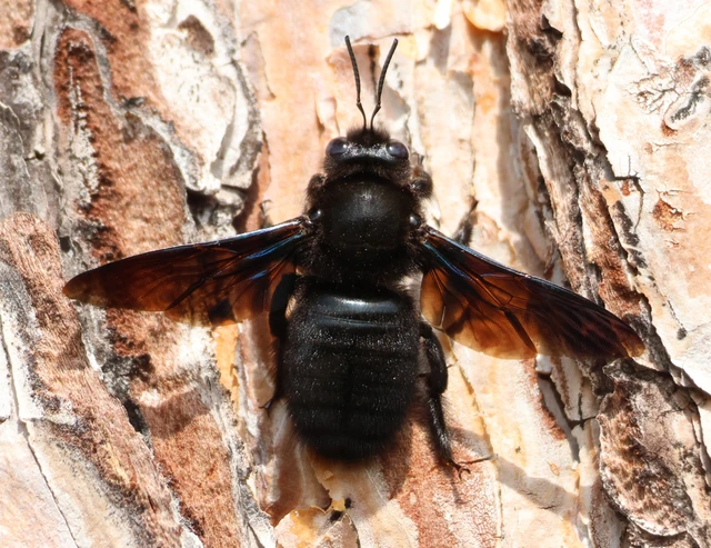Xylocopa