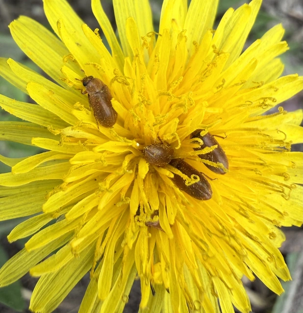 Byturus ochraceus - gyömbérgyökérbogár