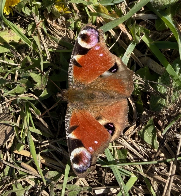 Nymphalis io - nappali pávaszem