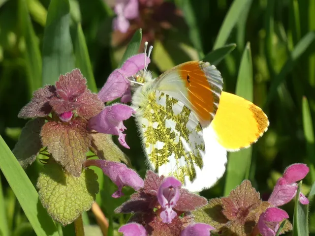 Anthocharis cardamines - hajnalpírlepke