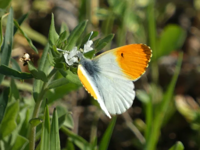 Anthocharis cardamines - hajnalpírlepke