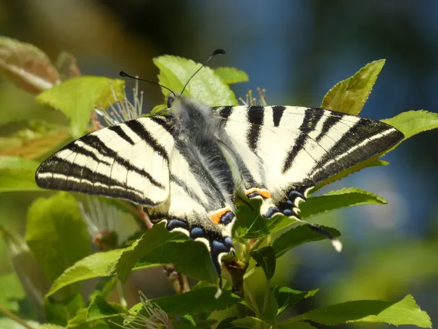 Iphiclides podalirius - kardoslepke